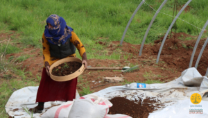 عمل النسوة في البيوت البلاستيكية لزراعة الخضار الصيفية من أجل تأمين قوتهم في jin war بتاريخ ٧ أذار ٢٠٢٠