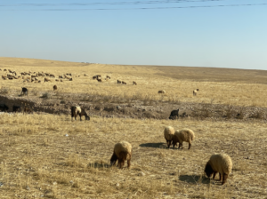 (ماشية في ريف الرقة/ تصوير سولنار محمد/ خاص حكاية ما انحكت)